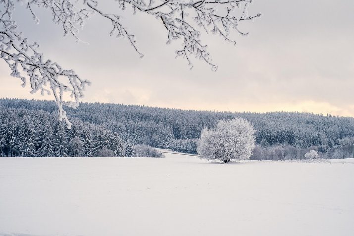 Stage de yoga et raquettes à Saint-Agnan-en-Vercors : forêt et prairie sous la neige
