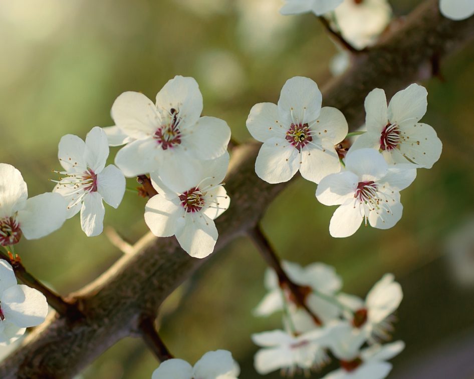 Stage de yoga et créativité dans le Royans : branche de prunier en fleurs au printemps