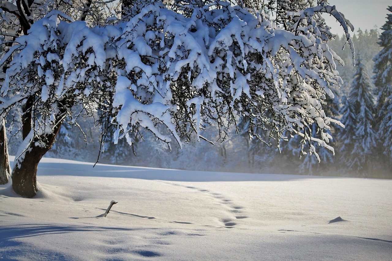 Stage de yoga et raquettes à Saint-Agnan-en-Vercors : arbre enneigé et traces de pas